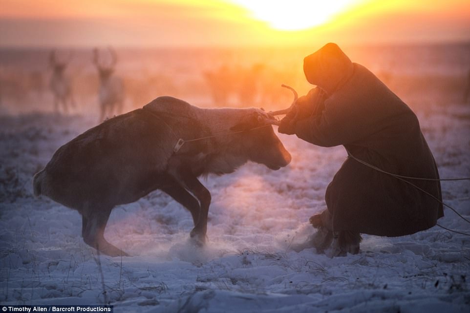Фотография: Жизнь в морозильнике: вышел фильм BBC о миграции ненецких оленеводов №10 - BigPicture.ru