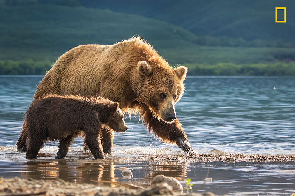 Фотография: Опубликованы первые работы фотоконкурса National Geographic Nature Photographer Of The Year №15 - BigPicture.ru