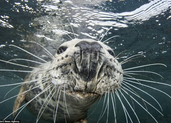 Не украду, так сфотографируюсь: тюлень сделал селфи, пытаясь отнять камеру у дайвера