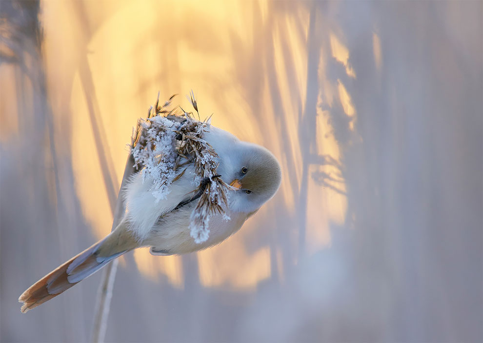 Фотография: Сейчас вылетит птичка: выбраны лучшие фотографии птиц 2017 года №5 - BigPicture.ru