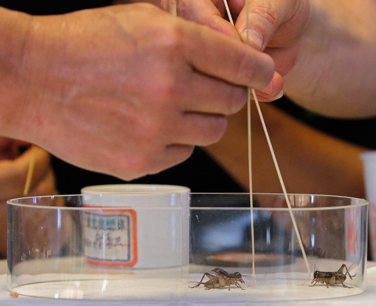 Фотография: Сверчки на вес золота: жители китайского города зарабатывают тысячи долларов на насекомых №5 - BigPicture.ru