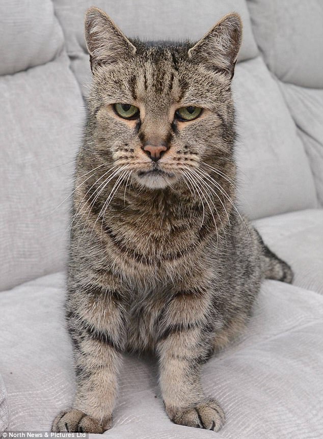 Фотография: Все 9 жизней прожиты: самый старый кот на планете умер в возрасте 32 лет №4 - BigPicture.ru