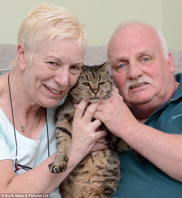 Фотография: Все 9 жизней прожиты: самый старый кот на планете умер в возрасте 32 лет №5 - BigPicture.ru