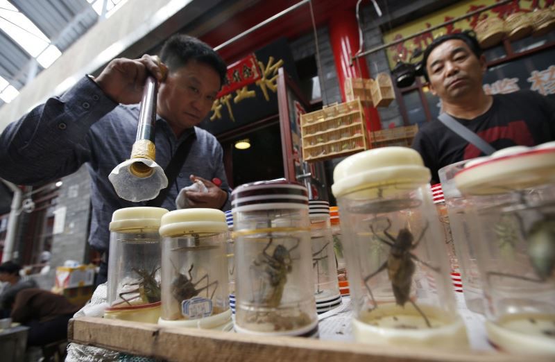 Фотография: Сверчки на вес золота: жители китайского города зарабатывают тысячи долларов на насекомых №6 - BigPicture.ru