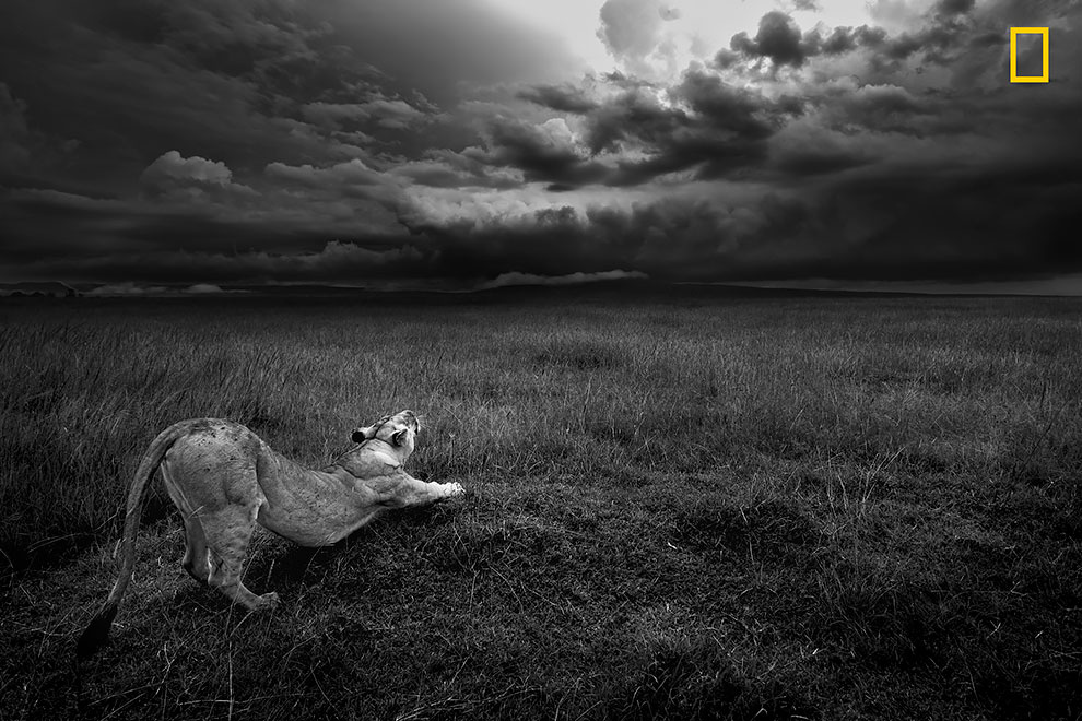 Фотография: Опубликованы первые работы фотоконкурса National Geographic Nature Photographer Of The Year №7 - BigPicture.ru