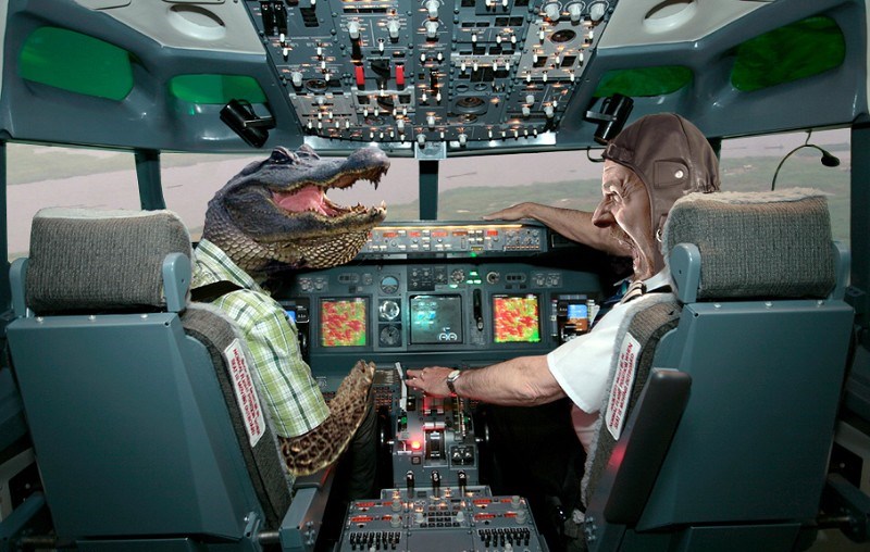 Фотография: Террорист поневоле: как крокодил стал виновником крушения пассажирского самолета №1 - BigPicture.ru