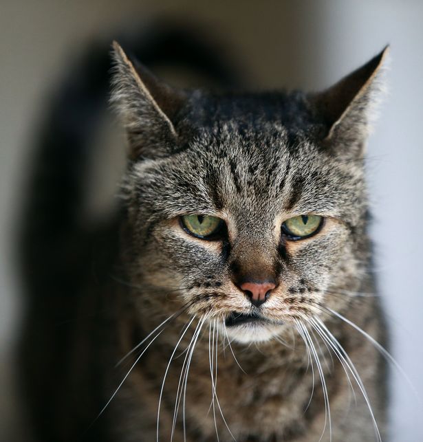 Фотография: Все 9 жизней прожиты: самый старый кот на планете умер в возрасте 32 лет №6 - BigPicture.ru