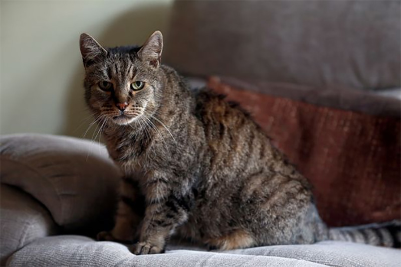 Фотография: Все 9 жизней прожиты: самый старый кот на планете умер в возрасте 32 лет №1 - BigPicture.ru