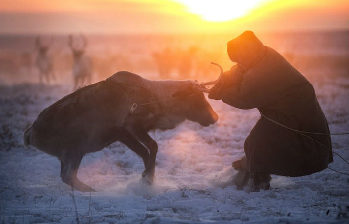 Фотография: Жизнь в морозильнике: вышел фильм BBC о миграции ненецких оленеводов №1 - BigPicture.ru