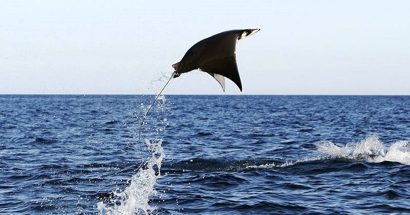 Фотография: А мне летать охота: зачем скаты выпрыгивают из воды? №1 - BigPicture.ru