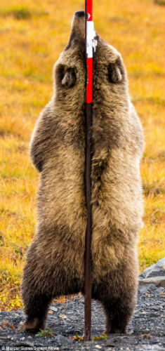 Фотография: Трутся спиной медведи: гризли нашли на обочине дороги идеальный столб, чтобы почесаться №3 - BigPicture.ru