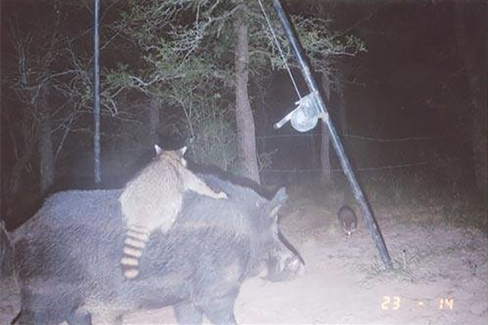 Фотография: Личная жизнь енотов: папарацци со скрытой камерой не дают покоя лесным животным №10 - BigPicture.ru