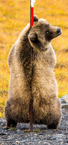 Фотография: Трутся спиной медведи: гризли нашли на обочине дороги идеальный столб, чтобы почесаться №2 - BigPicture.ru
