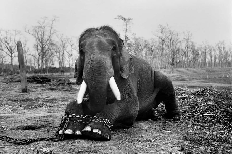 Фотография: Фотографы против браконьеров: душераздирающие кадры преступлений против дикой природы №14 - BigPicture.ru