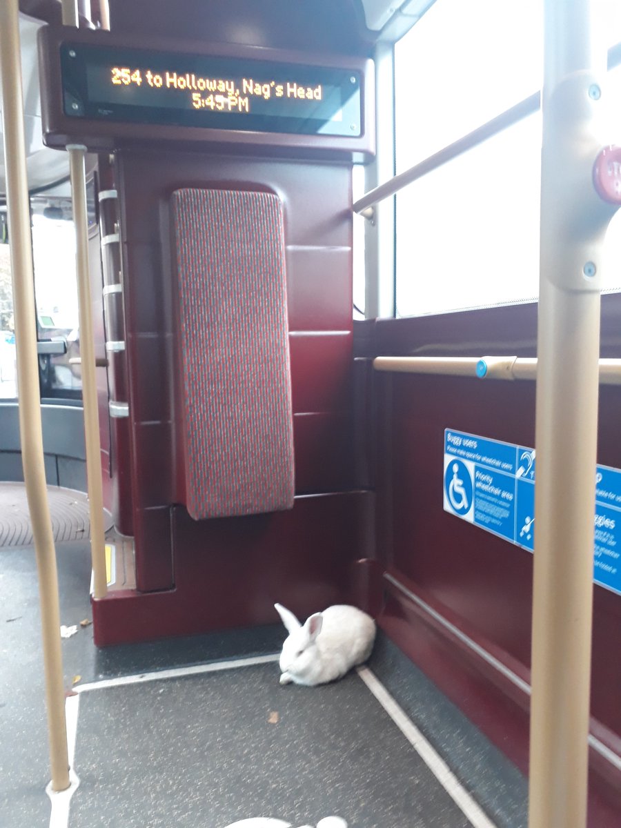 Фотография: По Лондону зайцем ездит важный белый кролик №2 - BigPicture.ru
