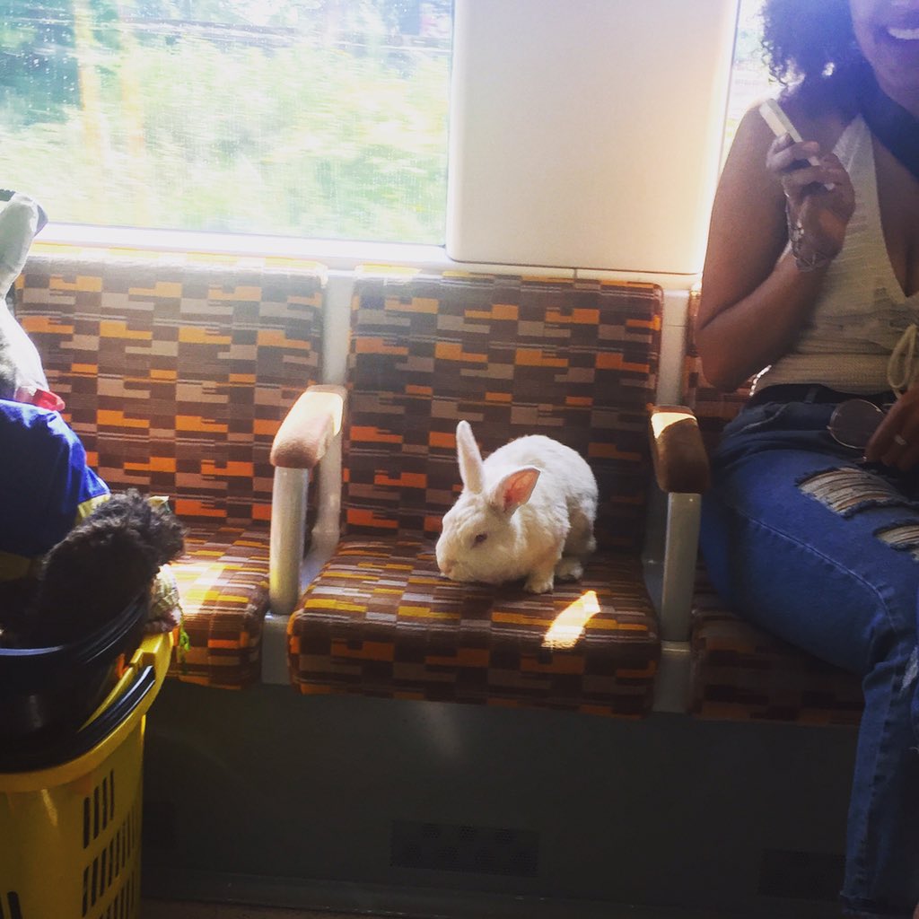 Фотография: По Лондону зайцем ездит важный белый кролик №3 - BigPicture.ru
