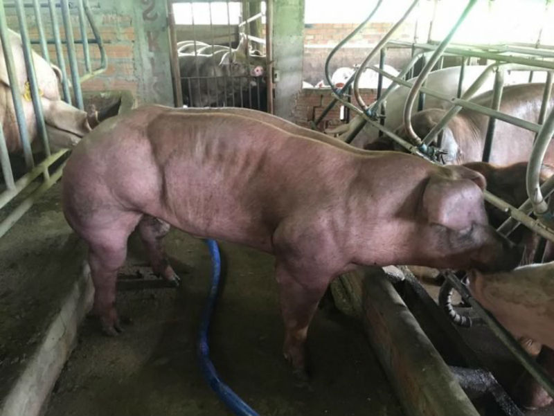 Фотография: Халкоподобные свиньи: генномодифицированные животные пугают зоозащитников №1 - BigPicture.ru