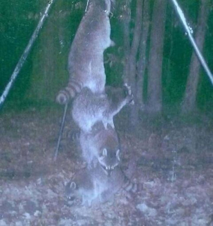 Фотография: Личная жизнь енотов: папарацци со скрытой камерой не дают покоя лесным животным №2 - BigPicture.ru