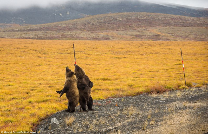 Фотография: Трутся спиной медведи: гризли нашли на обочине дороги идеальный столб, чтобы почесаться №4 - BigPicture.ru