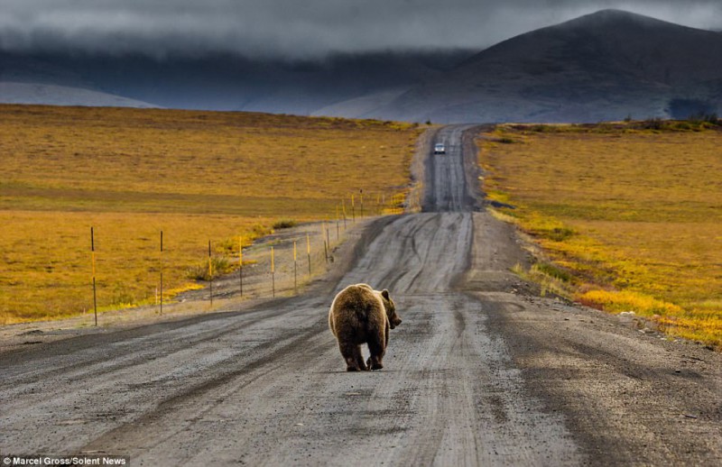Фотография: Трутся спиной медведи: гризли нашли на обочине дороги идеальный столб, чтобы почесаться №5 - BigPicture.ru