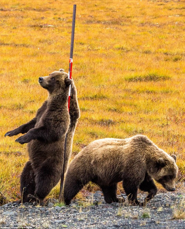 Фотография: Трутся спиной медведи: гризли нашли на обочине дороги идеальный столб, чтобы почесаться №6 - BigPicture.ru