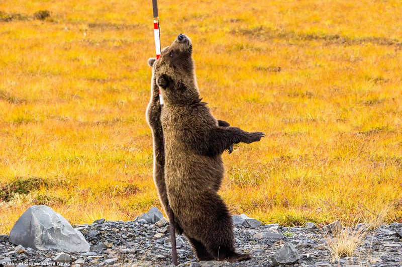 Фотография: Трутся спиной медведи: гризли нашли на обочине дороги идеальный столб, чтобы почесаться №8 - BigPicture.ru