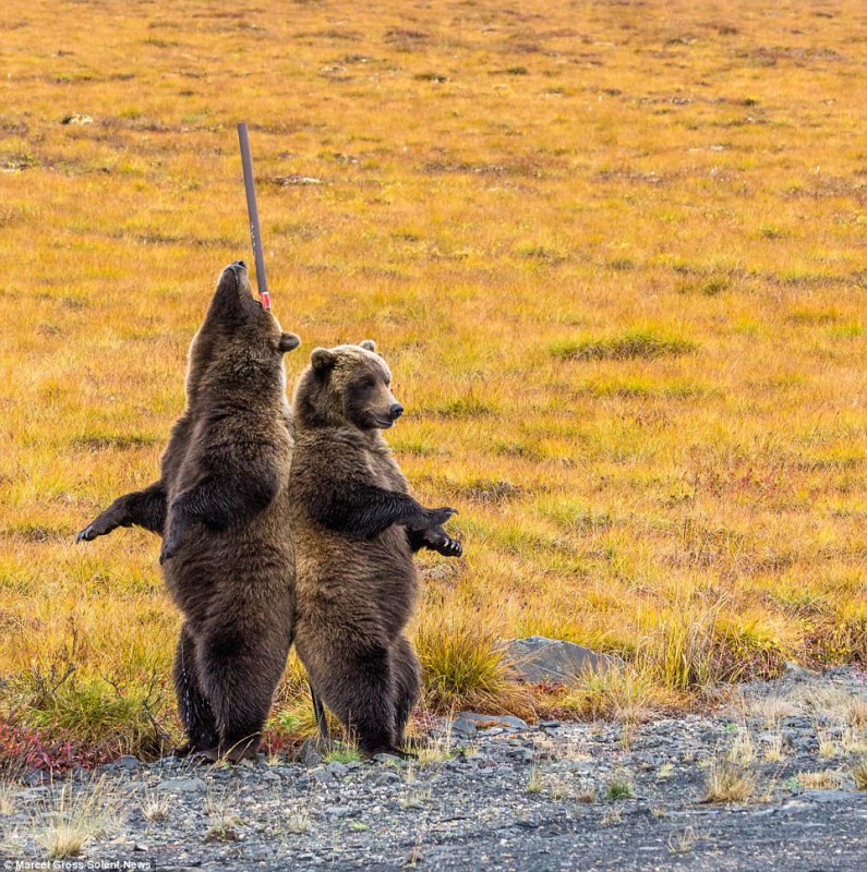 Фотография: Трутся спиной медведи: гризли нашли на обочине дороги идеальный столб, чтобы почесаться №7 - BigPicture.ru