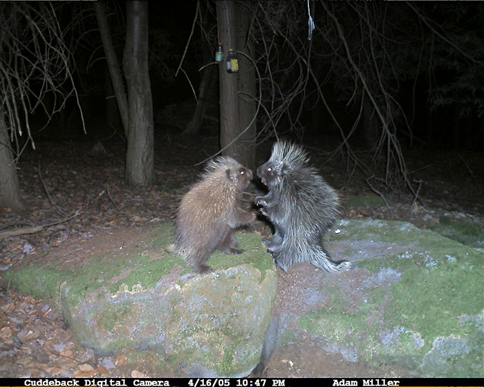 Фотография: Личная жизнь енотов: папарацци со скрытой камерой не дают покоя лесным животным №5 - BigPicture.ru