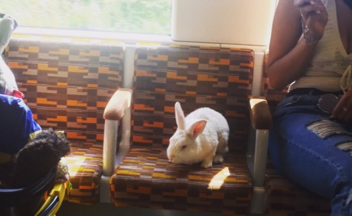 Фотография: По Лондону зайцем ездит важный белый кролик №1 - BigPicture.ru
