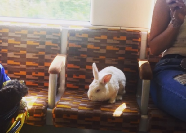 По Лондону зайцем ездит важный белый кролик
