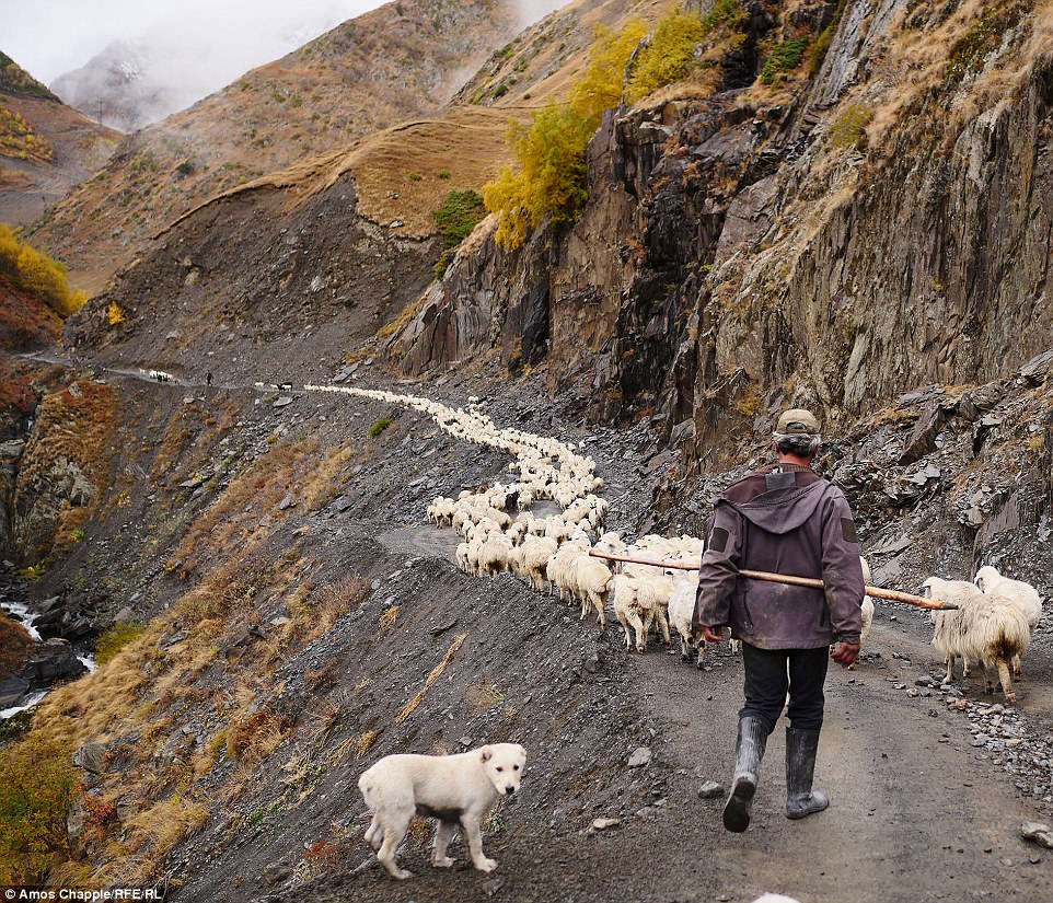 Фотография: Каждый год тысячи овец в Грузии совершают опасный путь с гор высотой 3000 метров №22 - BigPicture.ru