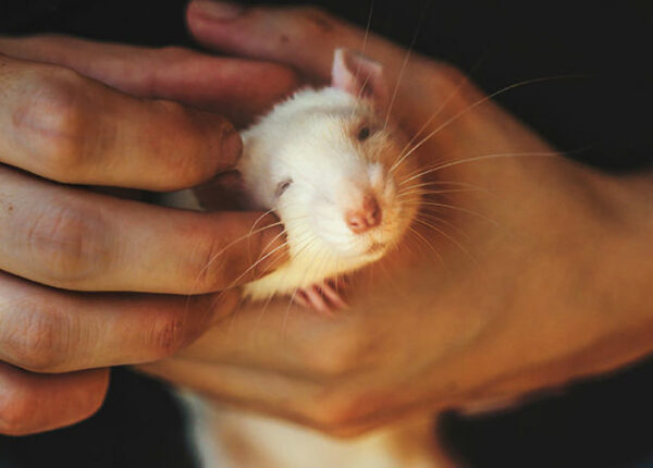 Вся палитра эмоций на мордашках: лабораторных крысок впервые выпустили из клеток