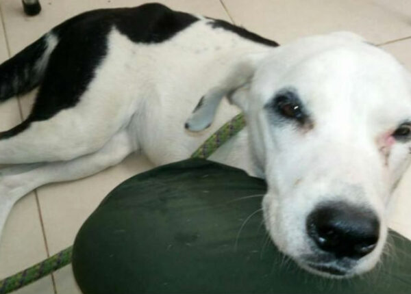 Хозяин оставил собаку в аэропорту, и она умерла из-за «разбитого сердца»