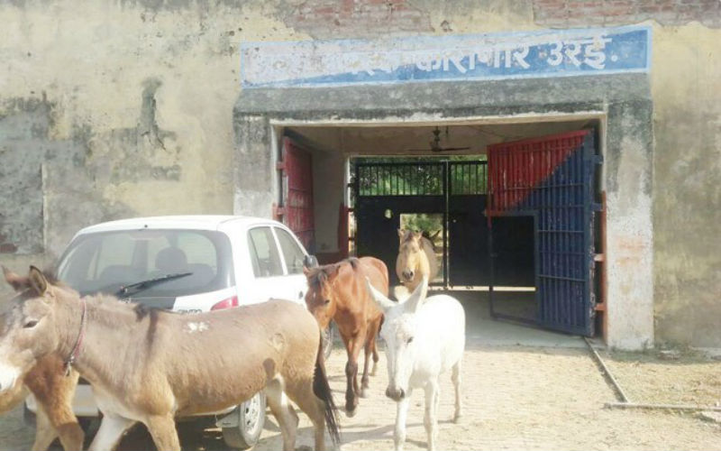 Фотография: В Индии посадили в тюрьму осликов, которые съели дорогие саженцы №1 - BigPicture.ru