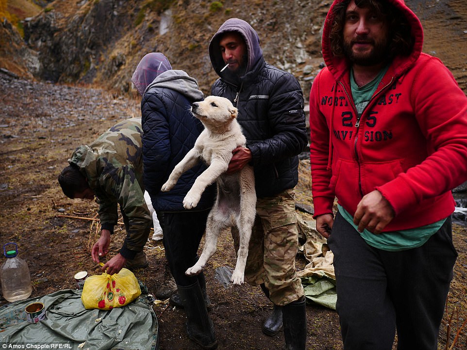 Фотография: Каждый год тысячи овец в Грузии совершают опасный путь с гор высотой 3000 метров №23 - BigPicture.ru