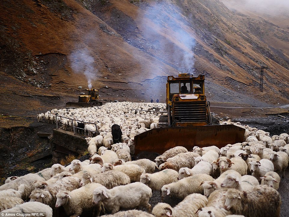Фотография: Каждый год тысячи овец в Грузии совершают опасный путь с гор высотой 3000 метров №6 - BigPicture.ru