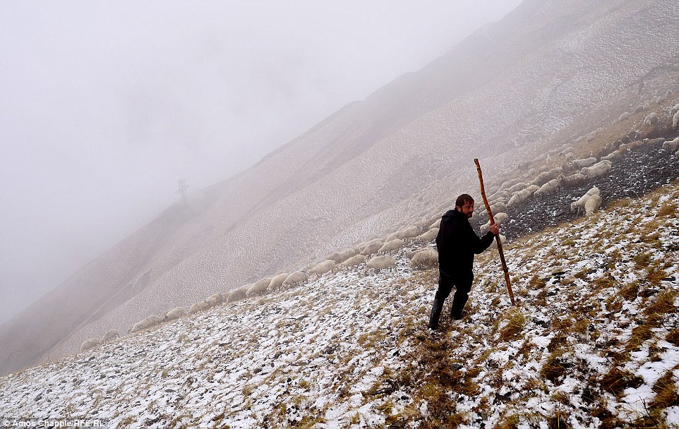 Фотография: Каждый год тысячи овец в Грузии совершают опасный путь с гор высотой 3000 метров №18 - BigPicture.ru