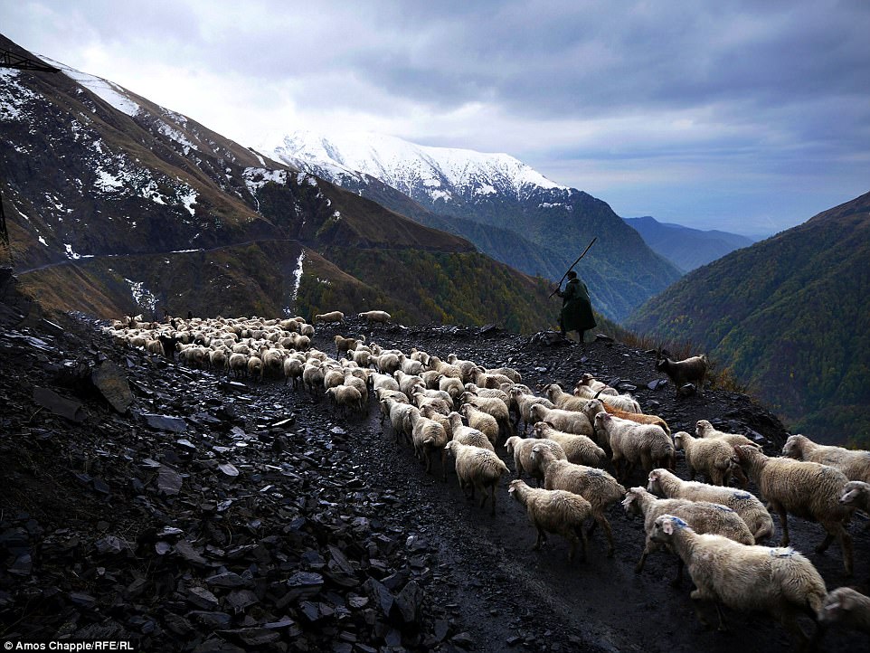 Фотография: Каждый год тысячи овец в Грузии совершают опасный путь с гор высотой 3000 метров №20 - BigPicture.ru