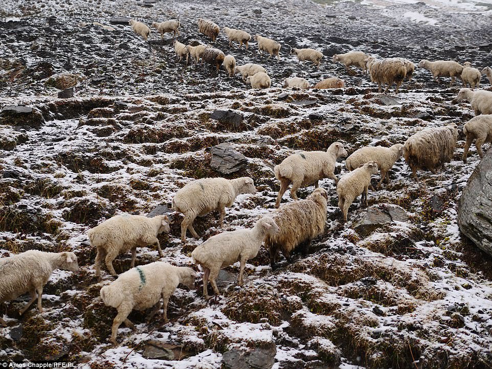 Фотография: Каждый год тысячи овец в Грузии совершают опасный путь с гор высотой 3000 метров №21 - BigPicture.ru