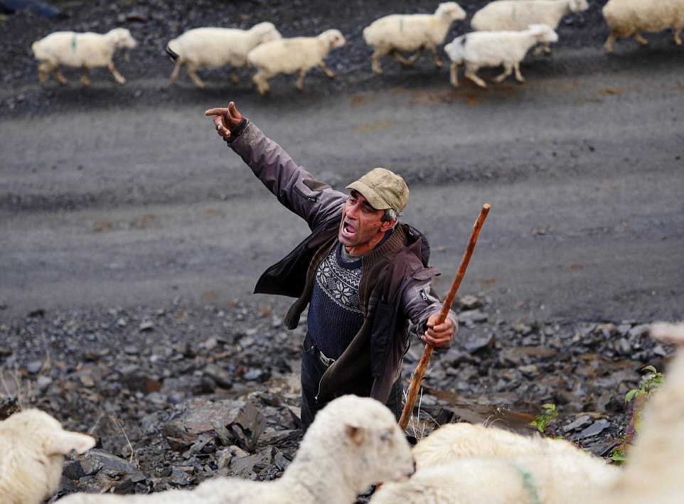 Фотография: Каждый год тысячи овец в Грузии совершают опасный путь с гор высотой 3000 метров №25 - BigPicture.ru