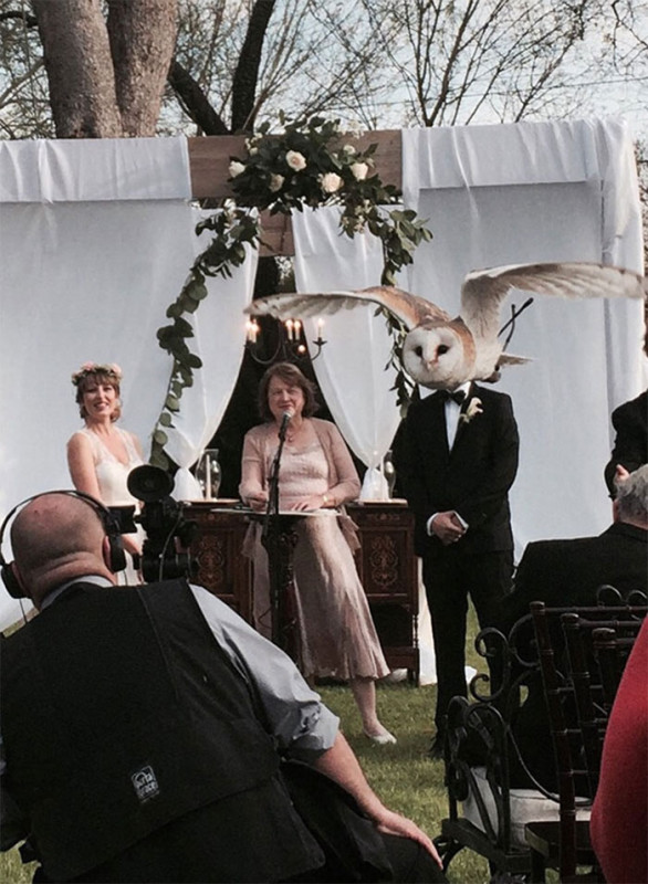Как дети животные и гости портят свадебные фотографии