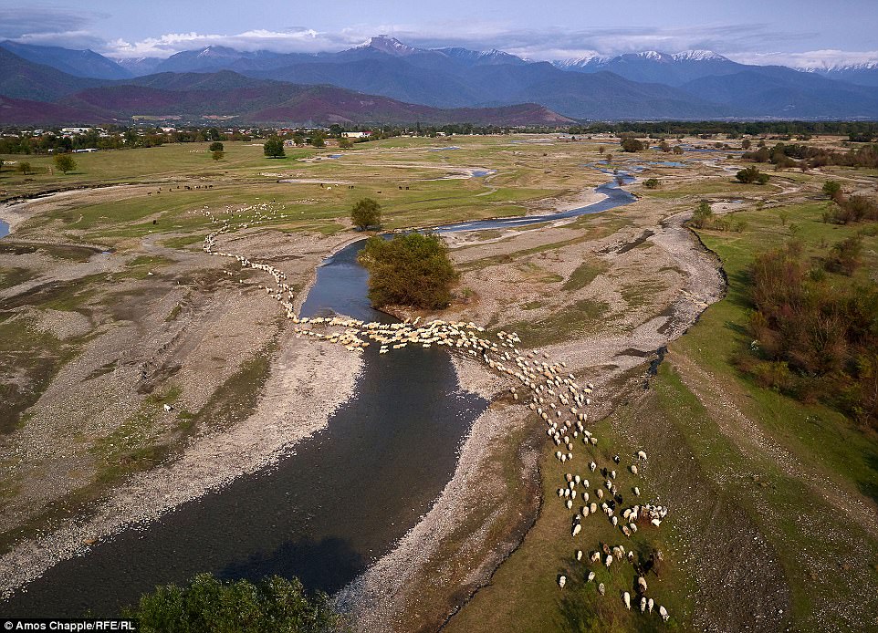 Фотография: Каждый год тысячи овец в Грузии совершают опасный путь с гор высотой 3000 метров №3 - BigPicture.ru