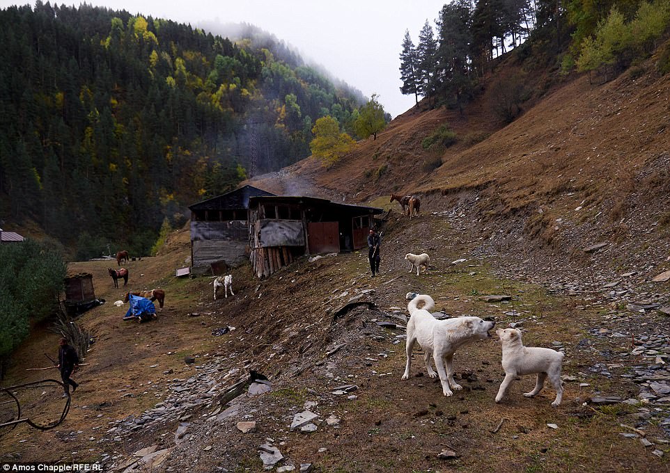 Каждый год тысячи овец в Грузии совершают опасный путь с гор высотой 3000 метров чтобы, Чаппл, нужно, пастухами, пастухов, Абано, пастухи, осторожно, стадо, время, дороги, поэтому, преодолеть, перевал, погибают, говорит, метров, фотограф, путешествия, местные