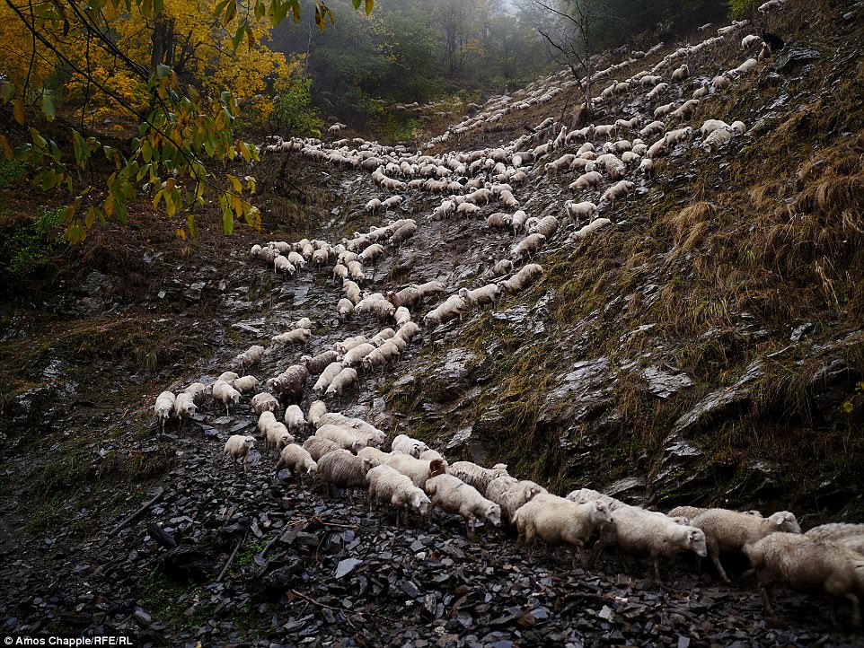 Каждый год тысячи овец в Грузии совершают опасный путь с гор высотой 3000 метров чтобы, Чаппл, нужно, пастухами, пастухов, Абано, пастухи, осторожно, стадо, время, дороги, поэтому, преодолеть, перевал, погибают, говорит, метров, фотограф, путешествия, местные