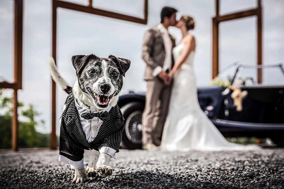 свадебных фото которые испортили животные