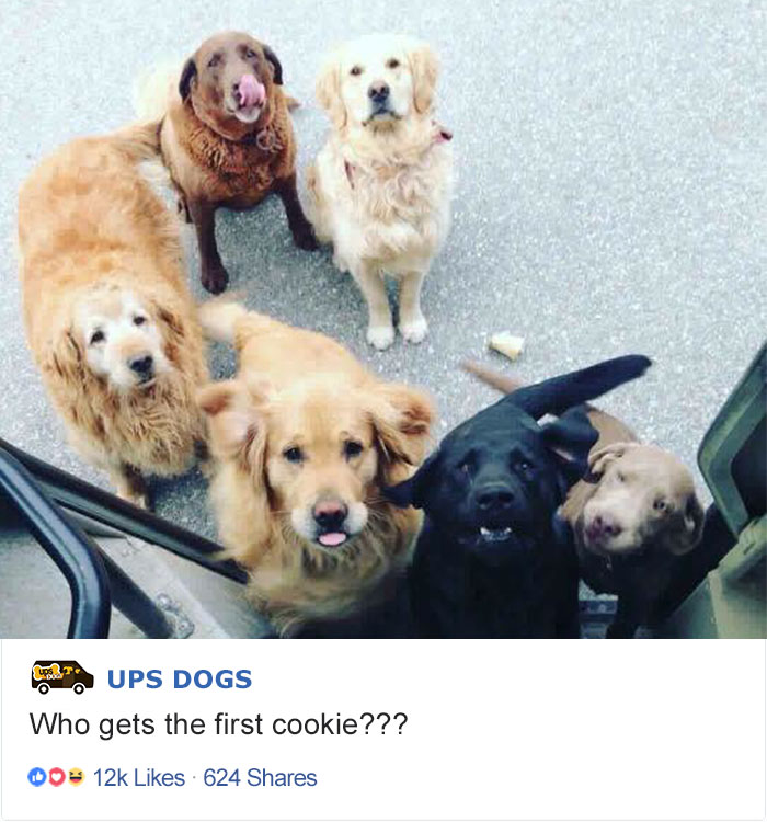 Фотография: Лучший друг по переписке: как собаки встречают американских почтальонов №4 - BigPicture.ru