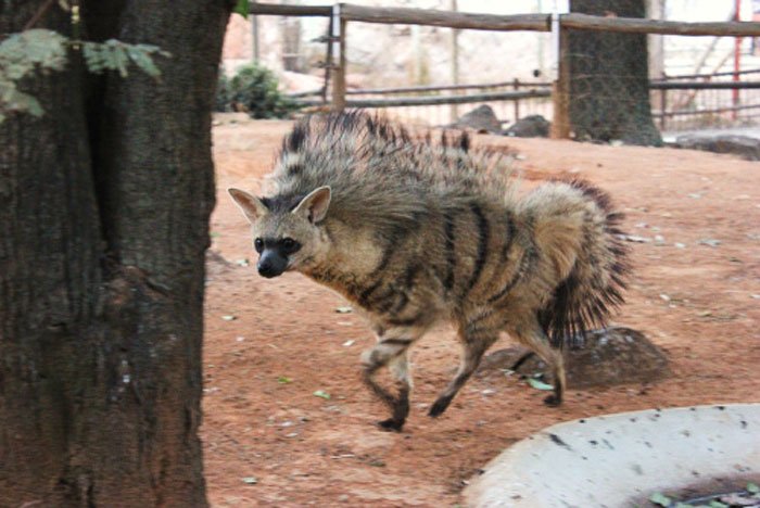 Фотография: Когда-нибудь видели земляных волков, живущих в норах? А они есть №4 - BigPicture.ru