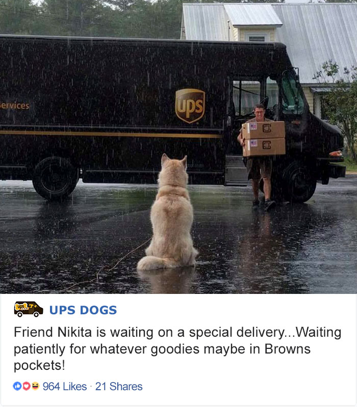 Фотография: Лучший друг по переписке: как собаки встречают американских почтальонов №5 - BigPicture.ru