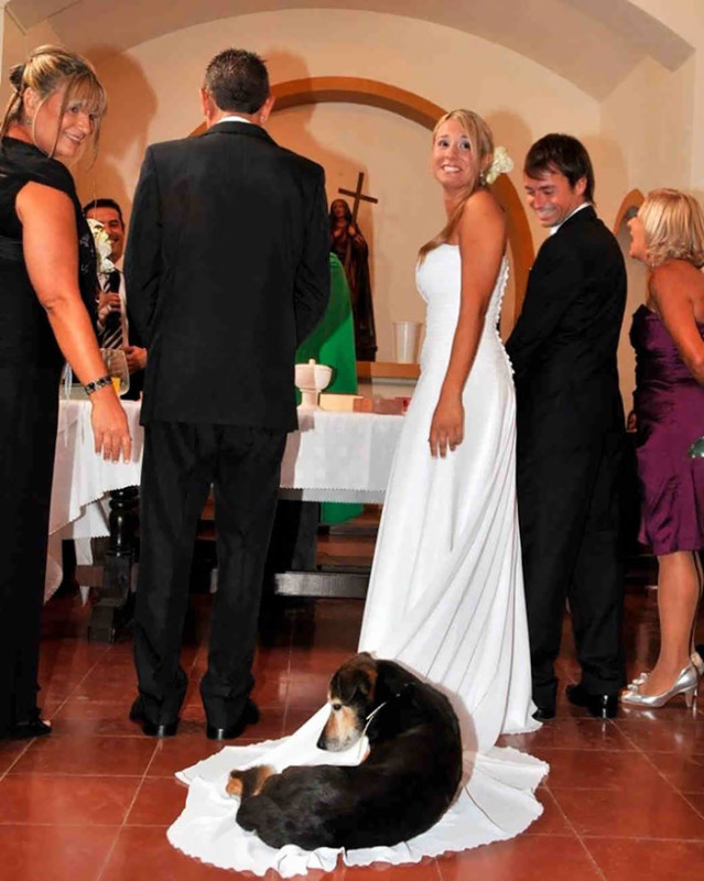 Как дети животные и гости портят свадебные фотографии