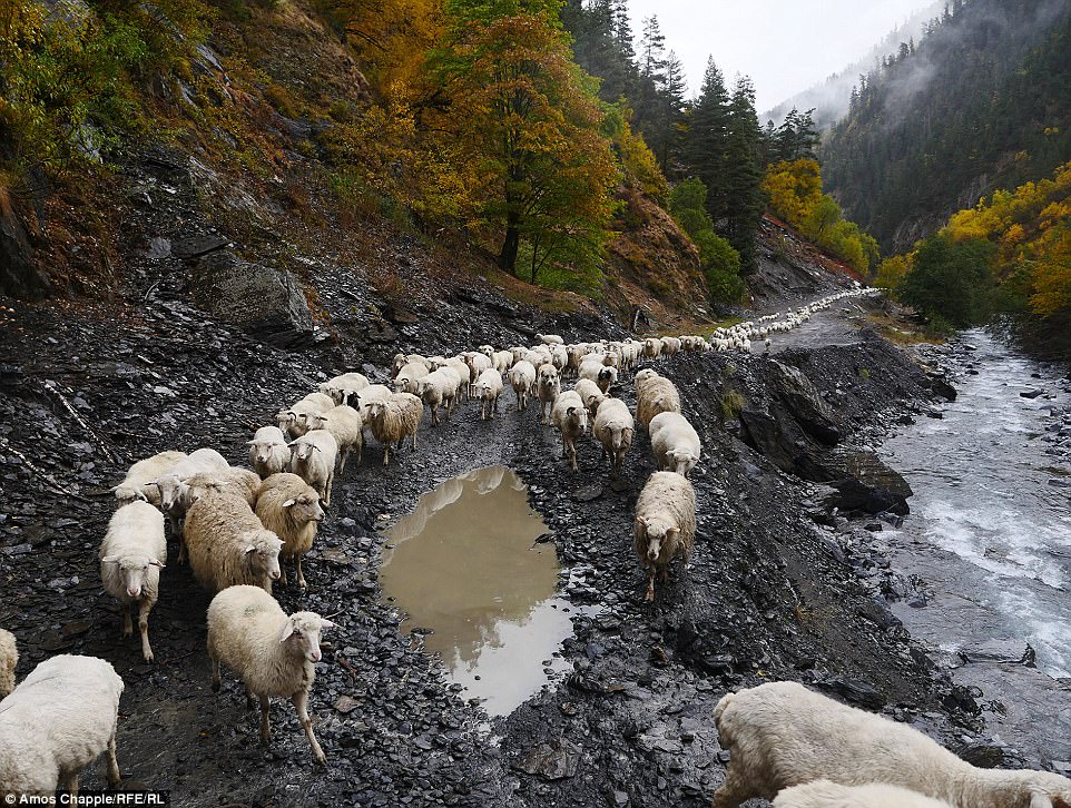 Каждый год тысячи овец в Грузии совершают опасный путь с гор высотой 3000 метров